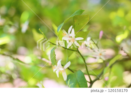 可愛い　レモンの花 120158170