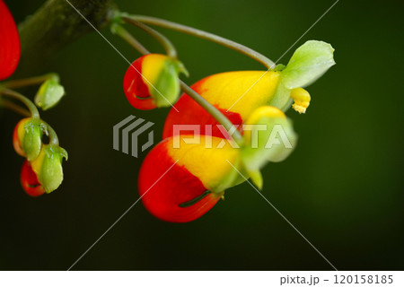 インパチェンス 120158185