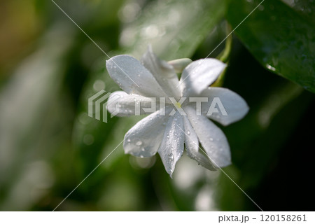 シャムソケイ 120158261