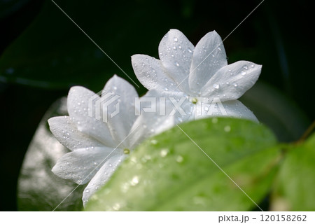 シャムソケイ シャムソケイ 120158262