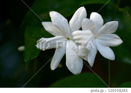 シャムソケイ シャムソケイ 120158265