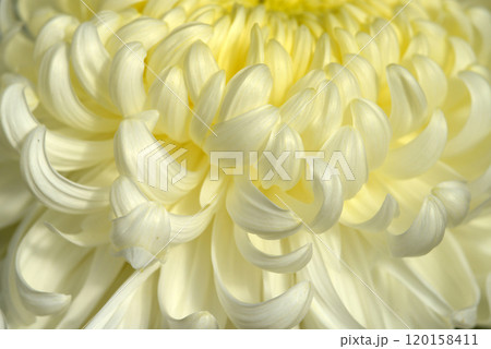 菊の花びら 花模様 菊の花びら 花模様 120158411