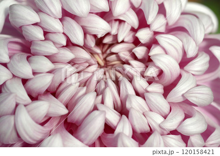 菊の花びら 花模様 菊の花びら 花模様 120158421
