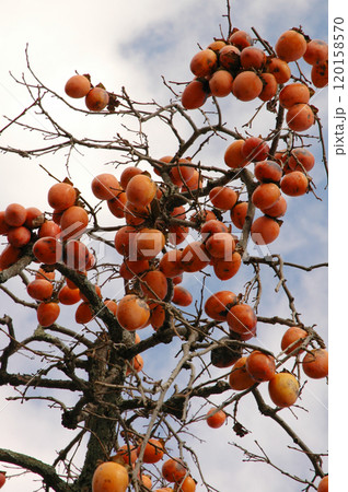 Japanese persimmon fruits on the tree / 収穫間近の柿の実 Japanese persimmon fruits on the tree / 収穫間近の柿の実 120158570