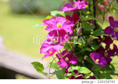 クレマチスの花 クレマチスの花 120158743