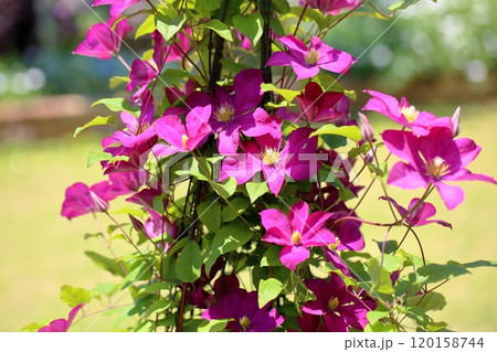 クレマチスの花 120158744