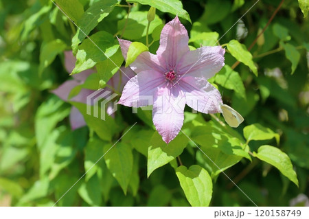 クレマチスの花　ハグレーハイブリット 120158749
