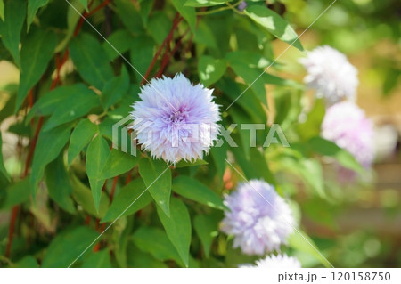 クレマチスの花　ジョセフィーヌ 120158750