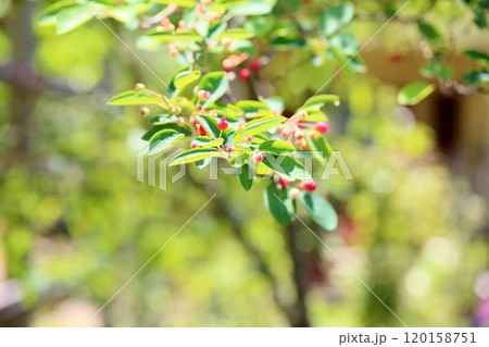 可愛い ジューンベリーの実 可愛い ジューンベリーの実 120158751