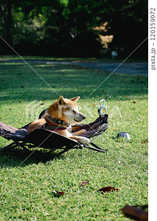 コットでくつろぐ愛犬 120159072