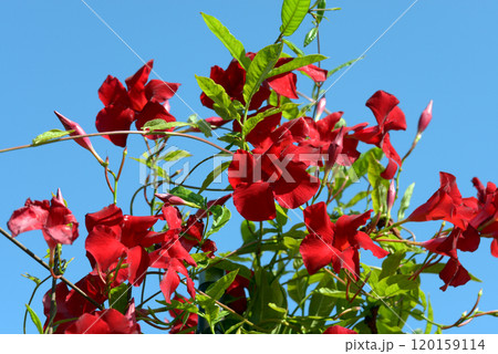 マンデビラ・サンパラソル マンデビラ・サンパラソル 120159114