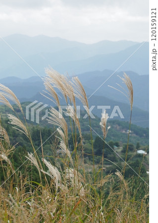 生石高原から見た山並みとススキ 120159121