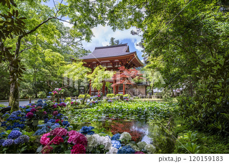 女人高野室生寺 仁王門とバン字池の紫陽花 奈良県宇陀市室生 女人高野室生寺 仁王門とバン字池の紫陽花 奈良県宇陀市室生 120159183