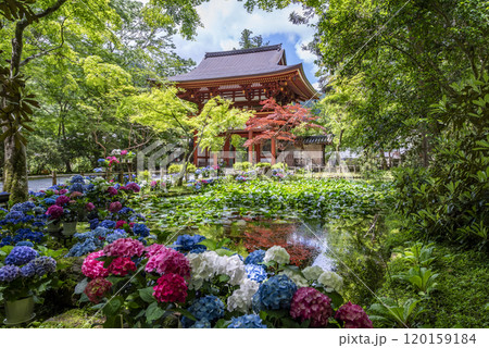 女人高野室生寺 仁王門とバン字池の紫陽花　奈良県宇陀市室生 120159184