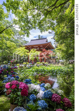 女人高野室生寺 仁王門とバン字池の紫陽花　奈良県宇陀市室生 120159185