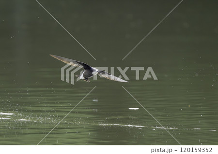 水面を高速で飛ぶハリオアマツバメ 120159352