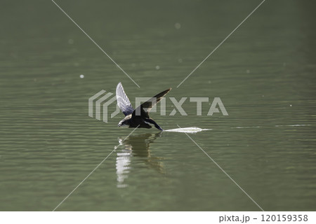 水面を高速で飛ぶハリオアマツバメ 水面を高速で飛ぶハリオアマツバメ 120159358