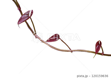 Hanging vines leaves of Yam plant 120159636