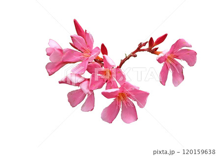 pink oleander flower 120159638