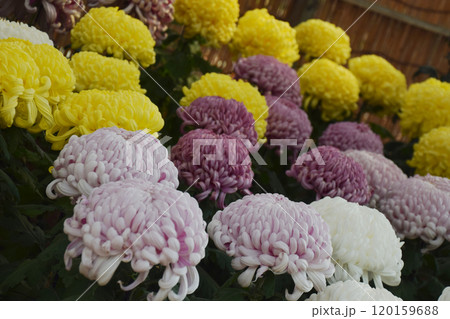 Purple and yellow flowers (chrysanthemum) / 大輪の菊の花 Purple and yellow flowers (chrysanthemum) / 大輪の菊の花 120159688