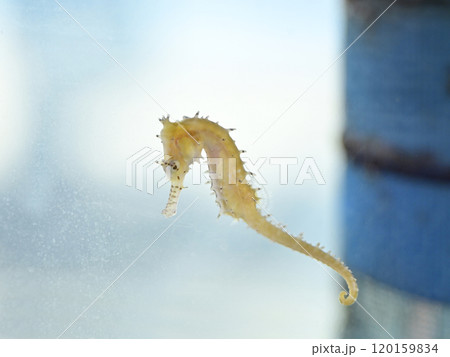 タツノオトシゴ 120159834