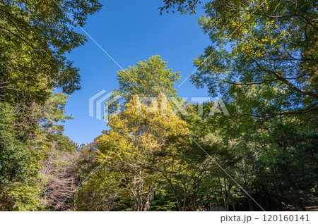秋の天ケ瀬森林公園風景 京都府宇治市 秋の天ケ瀬森林公園風景 京都府宇治市 120160141