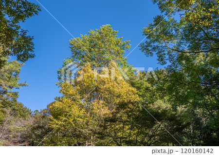 秋の天ケ瀬森林公園風景　京都府宇治市 120160142