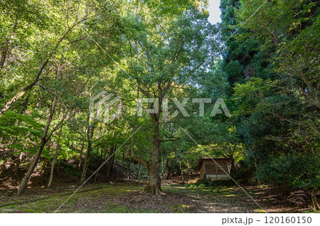 秋の天ケ瀬森林公園風景 京都府宇治市 秋の天ケ瀬森林公園風景 京都府宇治市 120160150