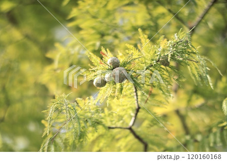 木の実 秋 120160168