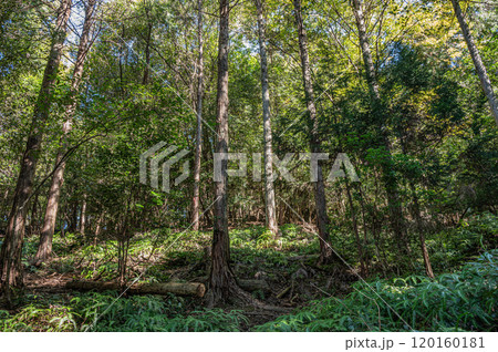 秋の天ケ瀬森林公園風景 京都府宇治市 秋の天ケ瀬森林公園風景 京都府宇治市 120160181