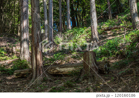 秋の天ケ瀬森林公園風景 京都府宇治市 秋の天ケ瀬森林公園風景 京都府宇治市 120160186