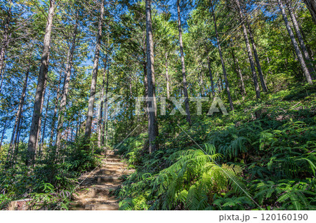 秋の天ケ瀬森林公園風景　京都府宇治市 120160190