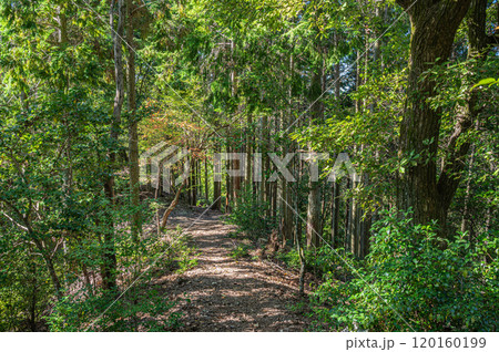 秋の天ケ瀬森林公園風景　京都府宇治市 120160199
