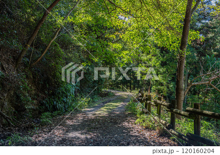 秋の天ケ瀬森林公園風景　京都府宇治市 120160204