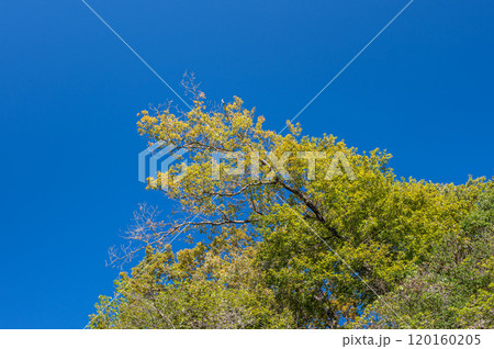 秋の天ケ瀬森林公園　青空に映える黄葉　京都府宇治市 120160205