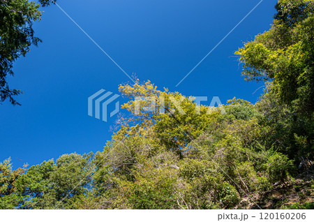 秋の天ケ瀬森林公園　青空に映える黄葉　京都府宇治市 120160206