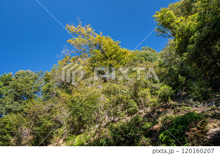 秋の天ケ瀬森林公園風景　青空に映える黄葉　京都府宇治市 120160207