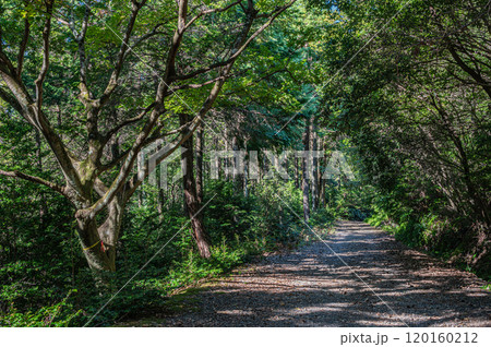 秋の天ケ瀬森林公園風景 京都府宇治市 秋の天ケ瀬森林公園風景 京都府宇治市 120160212