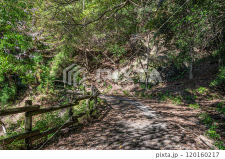 秋の天ケ瀬森林公園風景 京都府宇治市 秋の天ケ瀬森林公園風景 京都府宇治市 120160217