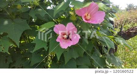 クサフヨウの大きい桃色の花に蜜を吸いに来たクマンバチ クサフヨウの大きい桃色の花に蜜を吸いに来たクマンバチ 120160522