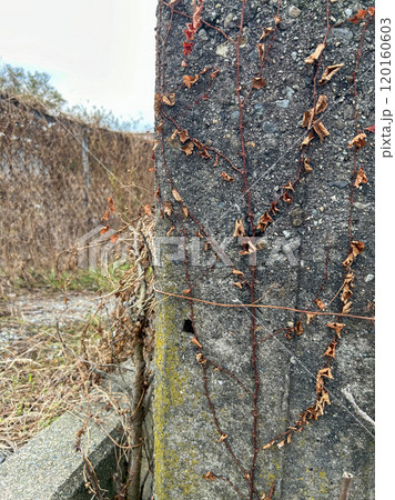 コンクリートに巻き付いた枯れ草 コンクリートに巻き付いた枯れ草 120160603