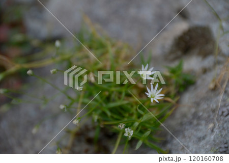 Japanese clover alpine plants 岩場に自生する高山植物，イワツメクサの花 120160708