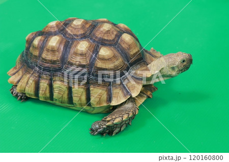 ケヅメリクガメ少し斜め右向き背景緑 ケヅメリクガメ少し斜め右向き背景緑 120160800