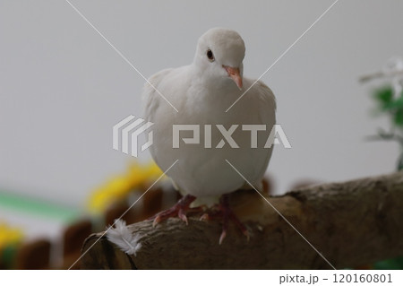 木に止まっている白鳩 木に止まっている白鳩 120160801
