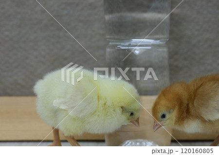 ボリスブラウンのヒヨコのオスメスペアとペットボトルのサイズ比較 ボリスブラウンのヒヨコのオスメスペアとペットボトルのサイズ比較 120160805