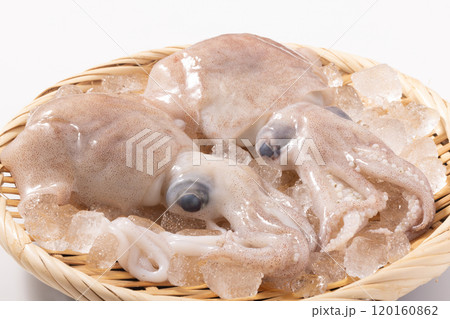 ［山形県　庄内産］ボウズイカ 120160862