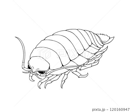 ダイオウグソクムシの線画イラスト 120160947