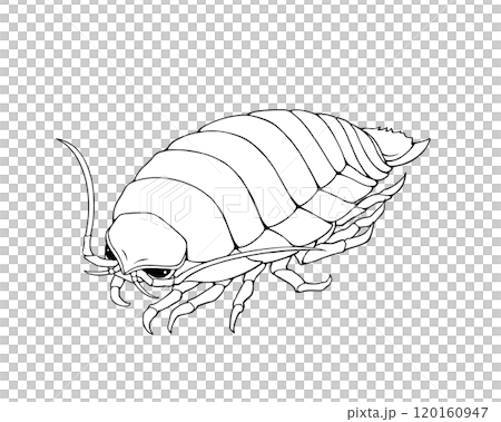 ダイオウグソクムシの線画イラスト 120160947