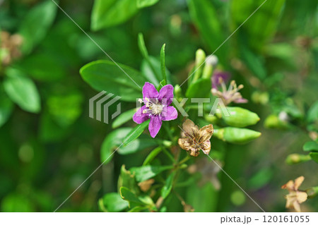 紫色のクコの花(秋、十月) 紫色のクコの花(秋、十月) 120161055