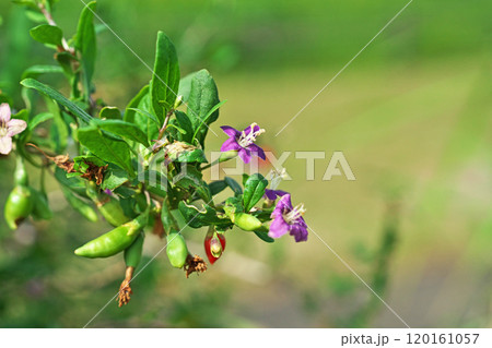 紫色のクコの花(秋、十月) 紫色のクコの花(秋、十月) 120161057
